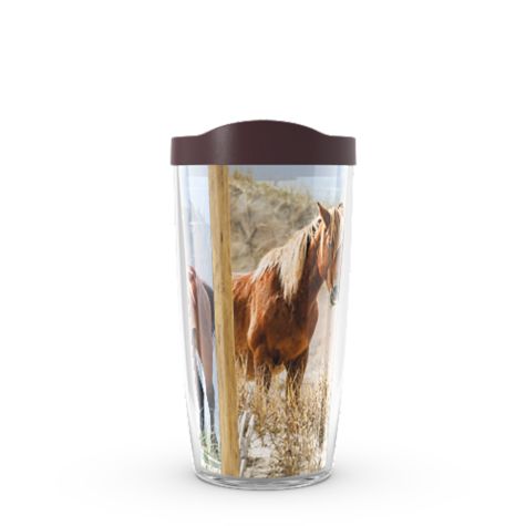 Coastal Wild Horses